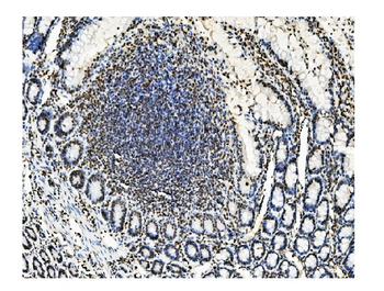 Anti-KAP1/TRIM28 Antibody (monoclonal, 9E3)