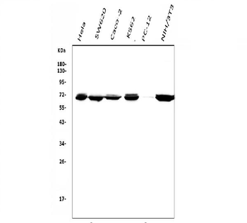 Anti-DDX5 Antibody (monoclonal, 3F9)