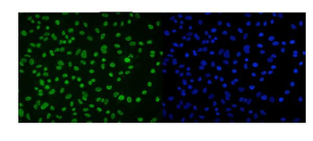 Anti-DDX5 Antibody (monoclonal, 3F9)