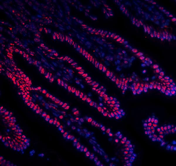 Anti-DDX5 Antibody (monoclonal, 3F9)