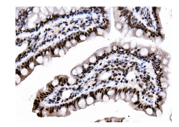 Anti-DDX5 Antibody (monoclonal, 3F9)