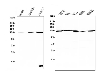 Anti-RENT1/hUPF1 Antibody (monoclonal, 11E7)