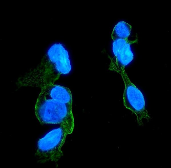 Anti-CCR2 Antibody (monoclonal, 8C4)