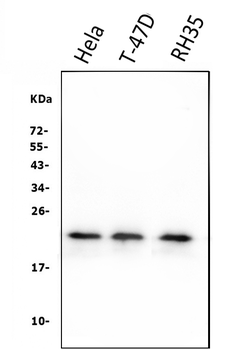 Anti-HSPB8/Hsp22 Antibody (monoclonal, 7D8)