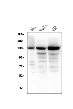 Anti-BubR1/BUB1B Antibody (monoclonal, 8B3)
