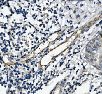 CD31/PECAM1 Antibody (monoclonal, 2D4)