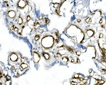 Anti-CD146/MCAM Antibody (monoclonal, 4C12)