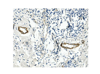 Anti-CD146/MCAM Antibody (monoclonal, 4C12)