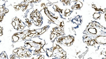 CD146/MCAM Antibody (monoclonal, 2H12)