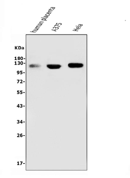 Anti-CD146/MCAM Antibody (monoclonal, 2H12)