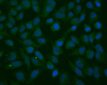 Anti-Thioredoxin 2/TXN2 Antibody (monoclonal, 7B5)