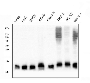 Thioredoxin 2/TXN2 Antibody (monoclonal, 7B5)