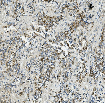 Anti-Thioredoxin 2/TXN2 Antibody (monoclonal, 7B5)