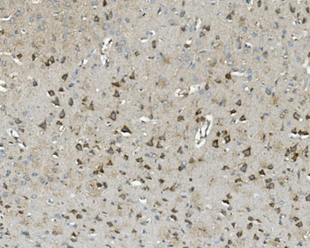 Anti-Thioredoxin 2/TXN2 Antibody (monoclonal, 7B5)
