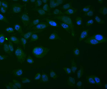 Anti-Thioredoxin 2/TXN2 Antibody (monoclonal, 4H3)