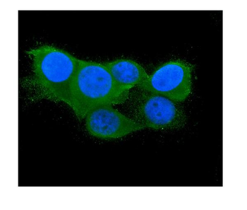 Anti-Thioredoxin 2/TXN2 Antibody (monoclonal, 4H3)