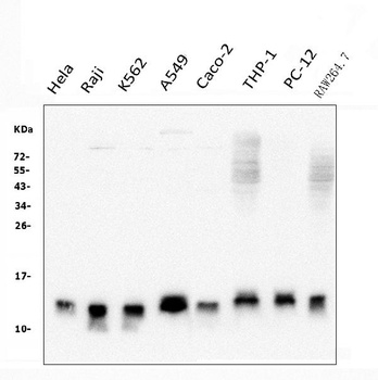 Thioredoxin 2/TXN2 Antibody (monoclonal, 4H3)