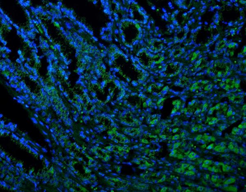 Anti-Thioredoxin 2/TXN2 Antibody (monoclonal, 4H3)