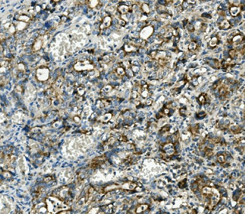 Anti-Thioredoxin 2/TXN2 Antibody (monoclonal, 4H3)