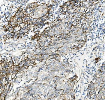 Anti-Thioredoxin 2/TXN2 Antibody (monoclonal, 4H3)