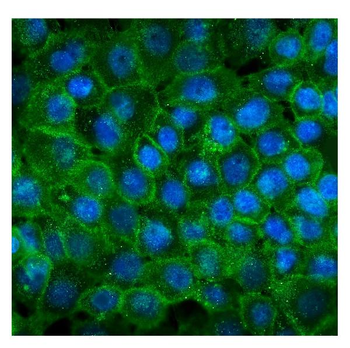 P-Cadherin-3 CDH3-/CDH3 Mouse Monoclonal Antibody