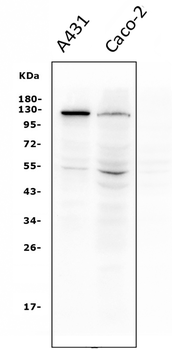 Anti-P-Cadherin-3 CDH3-Antibody (monoclonal, 3C9)
