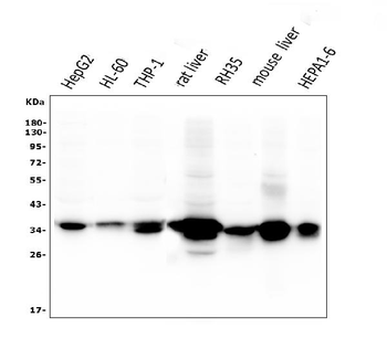 Anti-AKR1D1 Antibody (monoclonal, 6I4)