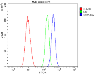 Retinoid X Receptor alpha/RXRA Antibody (monoclonal, 5E7)
