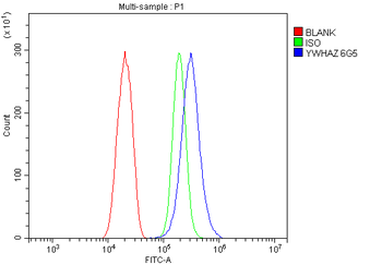 Anti-14-3-3 zeta/delta/YWHAZ Antibody (monoclonal, 6G5)