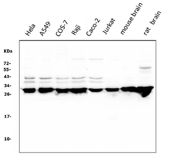 Anti-14-3-3 zeta/delta/YWHAZ Antibody (monoclonal, 6G5)