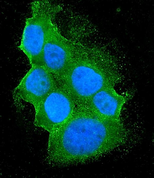 Anti-Bid Antibody (monoclonal, 10F4)