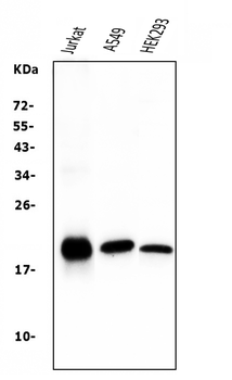 Anti-Bid Antibody (monoclonal, 10F4)
