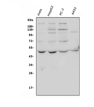 Anti-ATG4A Antibody