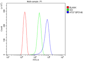Anti-ATG7 Antibody