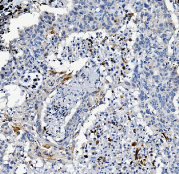 Anti-ATG7 Antibody