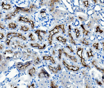Anti-ATG7 Antibody