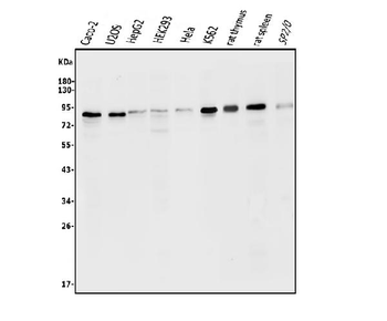Anti-ATG7 Antibody