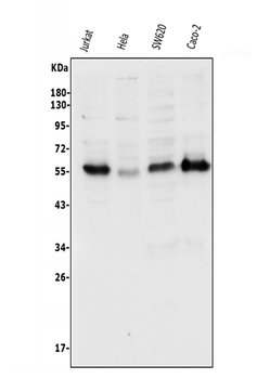 p57 Kip2/CDKN1C Antibody