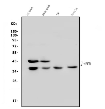 Anti-GAP43 Antibody
