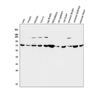 Anti-SDHA Antibody