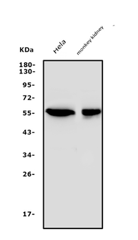 Anti-SGK1 Antibody