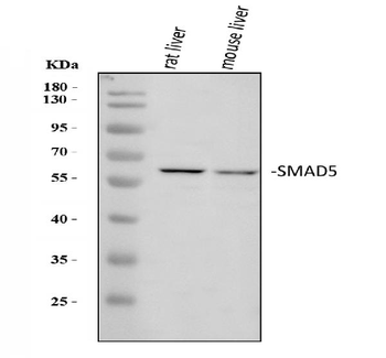 Anti-SMAD5 Antibody