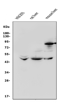 Anti-beta 3 Adrenergic Receptor/ADRB3 Antibody