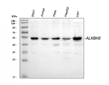 Anti-ALKBH5 Antibody
