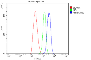 Anti-Androgen Receptor/AR Antibody