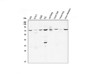 Anti-CD239/BCAM Antibody