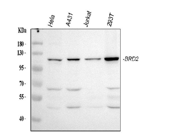 Anti-BRD2 Antibody