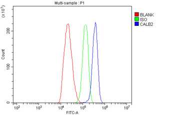 Anti-Calretinin/CALB2 Antibody