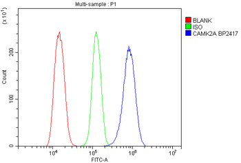Anti-CaMKII alpha/CAMK2A Antibody