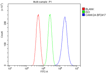 Anti-CaMKII alpha/CAMK2A Antibody
